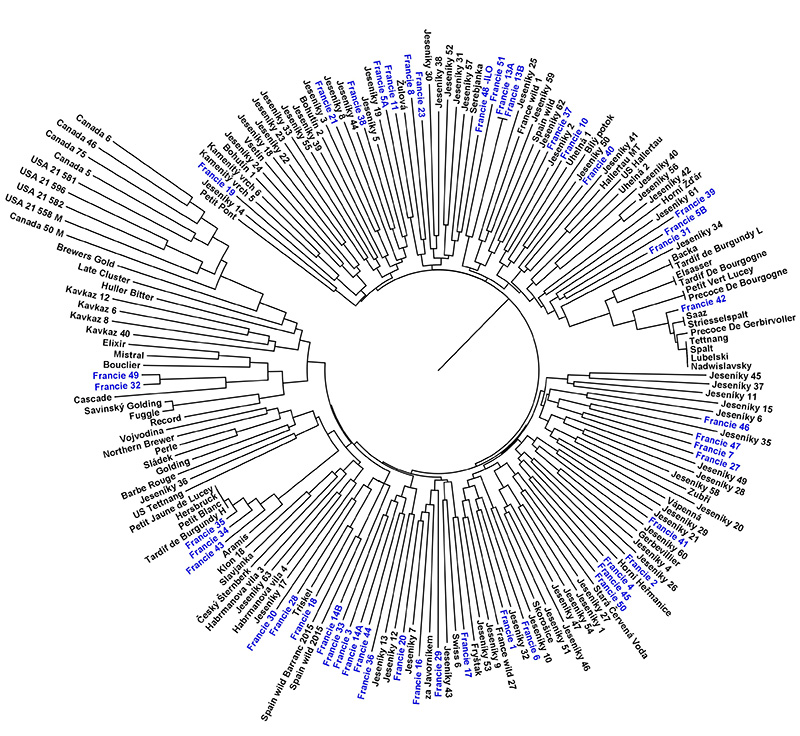diagramme montrant les relations de parenté entre les différentes accessions