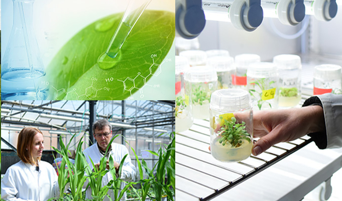mosaique d'images évoquant les biotechnologies, la culture de plantes pour l'obtention de biomolécules
